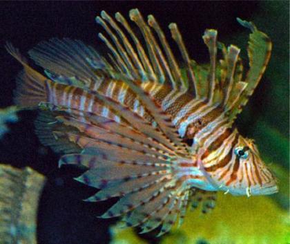 海洋十大危險生物