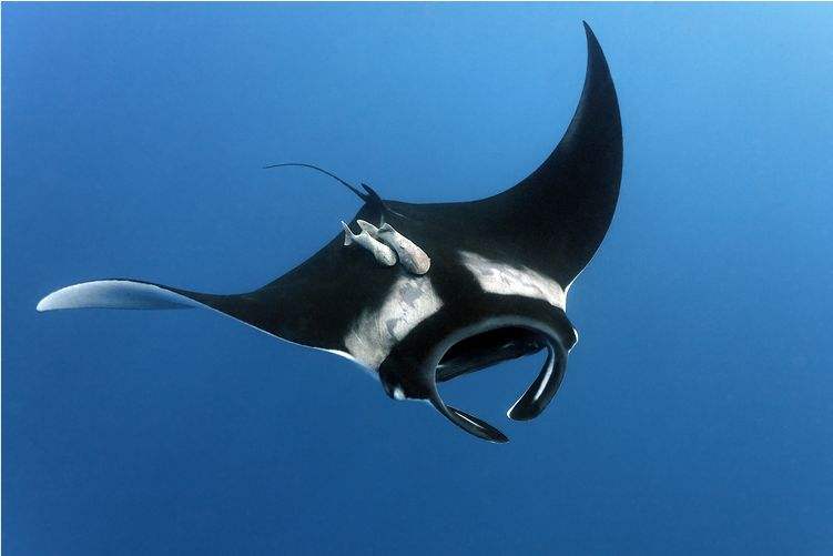 海洋生物千奇百怪的睡姿