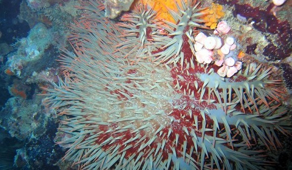 水下被海洋生物傷害到了該怎么辦？